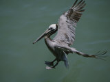 Brown Pelican Coming in for a Landing