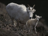 Female Rocky Mountain Goat with Her Kid
