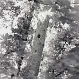 Buy A Black and White View of the Interior of a Forest at AllPosters.com