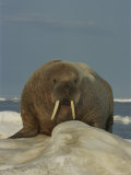 A Frontal View of an Adult Atlantic Walrus
