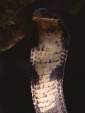 Buy A Large King Cobra with Flared Hood Raises its Head at AllPosters.com