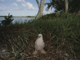 A Boobie Rests in an Alcove Along the Shore of Palmyra Island