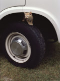 Kitten on Tire, in Wheel Well of Vehicle