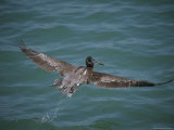 Brown Pelican in Flight