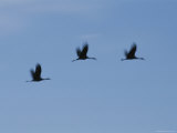 Sandhill Cranes in Flight