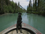 A Black Labrador Dog Travels up the Kenai River on a Boats Bow