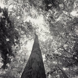 Buy A Black and White View Looking up in the Interior of a Forest at AllPosters.com