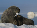 A Female Atlantic Walrus and Her Infant on an Ice Floe