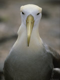 A Head-On Portrait of a Waved Albatross