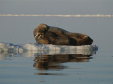 A Female Atlantic Walrus and Infant Rest on an Ice Floe