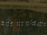 Waterfowl Stand in Shallow Water