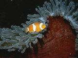 False Clown Anemonefish in Tentacled Sea Anemone