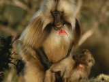 A Male Gelada Mounts a Young Female