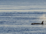 A Killer Whale, Orcinus Orca, Swims Through Placid Water