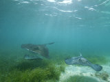 Southern Stingrays Glide Gracefully Through Pristine Waters