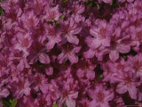 A Burst of Pink Azalea Blossoms