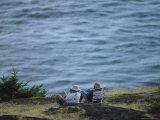 A Couple Sits on a Shore Observing Killer Whales Swimming Offshore