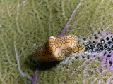 A Flamingo Tongue Feeds from Atop a Sea Fan