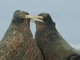 Two Bull Walruses Spar with Their Tusks over Females or Territory