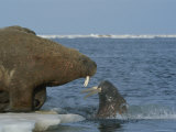 A Large Atlantic Walrus Comes Face to Face with a Surfacing Walrus