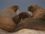 Three Adult Atlantic Walruses Gather Together on an Ice Floe
