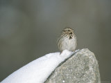 A Sparrow Sits in the Snow