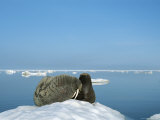 Buy A Mother Walrus, Odobenus Rosmarus, Sniffs and Whiskers Her Infant at AllPosters.com