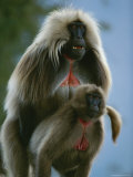 A Male Gelada Mounts a Female
