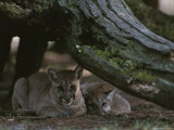 Texas Cougars That Have Been Relocated to White Oak Conservation