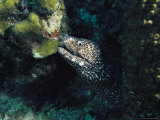 Buy A Spotted Moray Eel, Gymnothorax Meleagris, Peers from its Lair at AllPosters.com