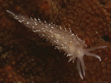 Buy A Close View of a Red-Gilled Nudibranch, Coryphella Rufibranchialis at AllPosters.com