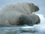 Buy A Baby Walrus, Odobenus Rosmarus, Rests Near Mom During Nursing at AllPosters.com