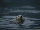 A Sea Otter Enjoys the View While Floating on its Back