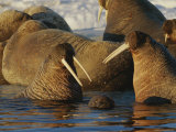 Atlantic Walruses Bask in the Sun Near an Ice Floe
