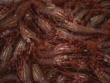 A Fresh Catch of Shrimp from Knight Inlet, British Columbia