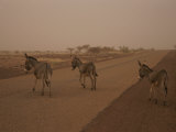 Donkeys Near the Base of Kaga Pamari