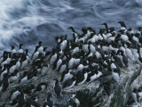 Common Murres Gather on the Rocks