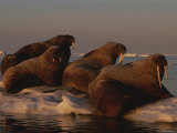 Four Walruses Rest on an Ice Floe
