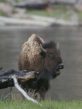American Bison Vocalizing