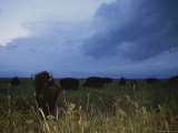 American Bison Graze under a Threatening Evening Sky