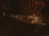 A Close View of a Shrimp Crawling