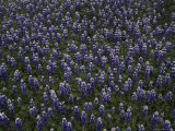 Field of Lupines
