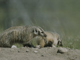 Buy Young American Badgers, One Carrying Prey in its Mouth at AllPosters.com