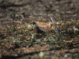 The First Robin of Spring with a Worm