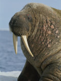 A Close up of an Adult Atlantic Walrus Showing the Tusks and Whiskers