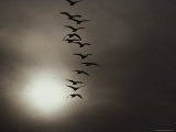 Buy Ducks in Flight at Twilight at AllPosters.com