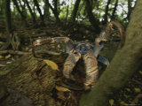 A Coconut Crab, the Largest Land Crustacean