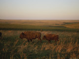 Bison Grazing in the Tallgrass Prairie Preserve in the Osage Hills