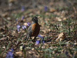 The First Robin of Spring Searches for Worms