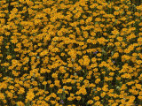 Goldfield Flowers